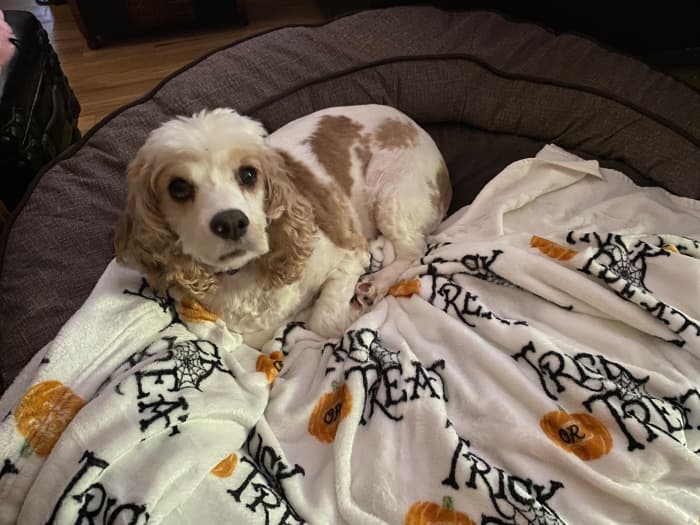 It may take years before a rescued dog relaxes all the way in her new home, but there are ways to help facilitate the process.