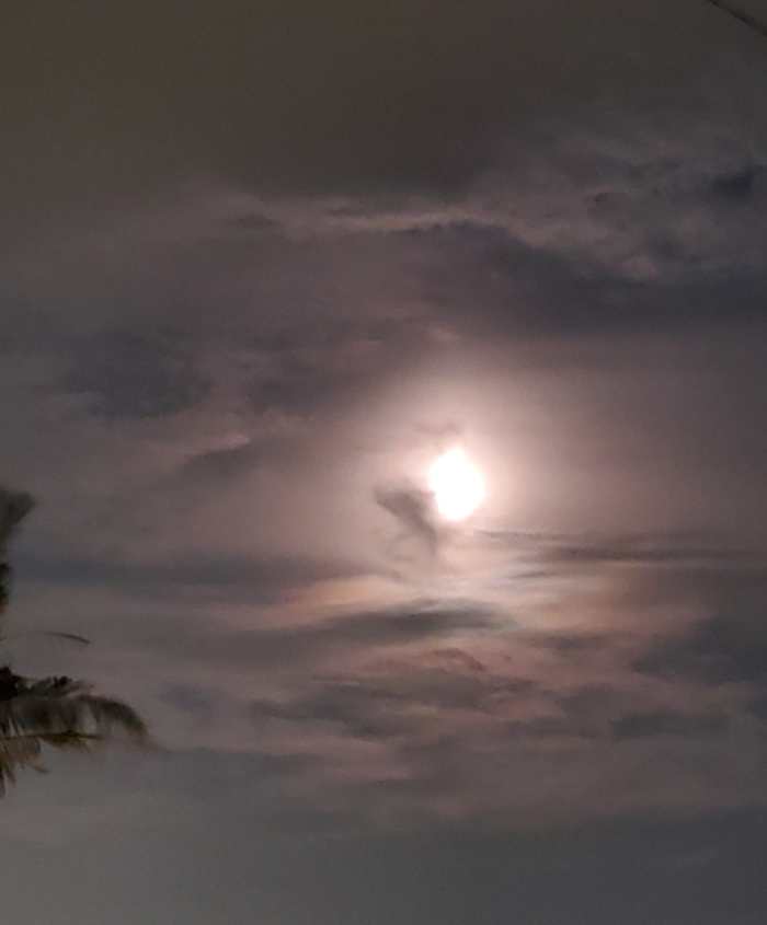 Wadd The Power in the Name Owlcation