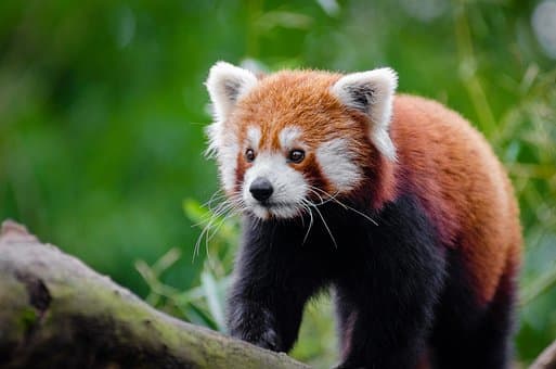 How to Help Save the Red Pandas From Becoming Extinct - Owlcation