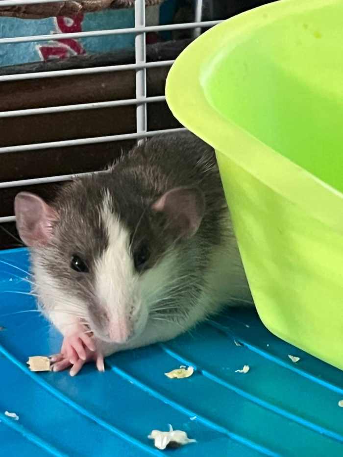 6 Common Mistakes New Rat Owners Make PetHelpful