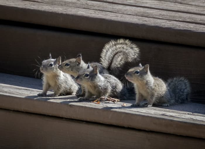 How Do Squirrels Have Babies? - PetHelpful