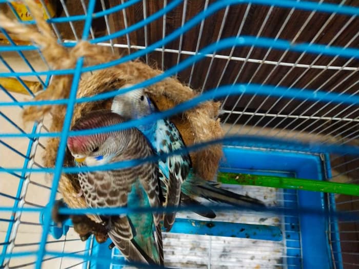Budgies are social animals, so with the right cage setup and introduction, they can thrive living together!