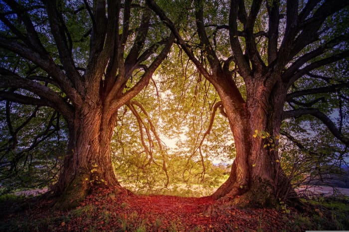 The tree is often used in religious discourse as a symbol of the Manifestation of God.