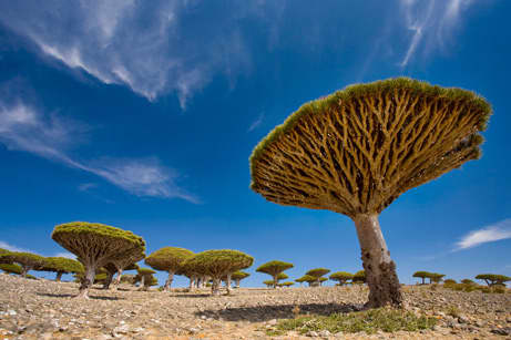 Socotra Island the Most Exotic Nature and Wildlife in the Earth - HubPages