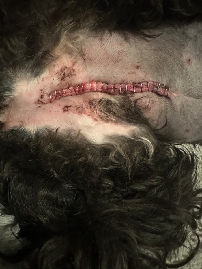 Even if a surgical wound appears to be healing well, there may be other issues preventing your dog from urinating normally.
