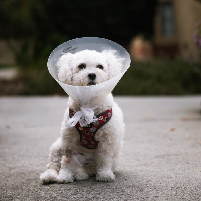 is-it-normal-for-a-dog-not-to-urinate-after-surgery-pethelpful