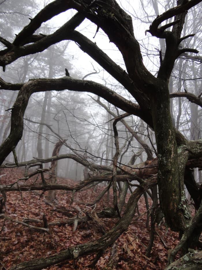 The Raven's Tree (a one hundred year old tree decomposes until its branches, one by one, drop to rest on the forest floor)
