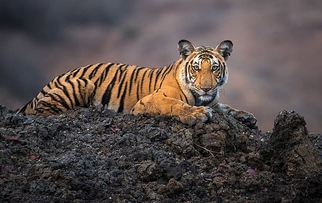 The Big Cat Public Safety Act would make it harder for individuals to own tigers, lions, and other exotic animals.