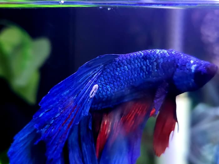 why-does-my-betta-have-a-white-sore-on-his-tail-pethelpful