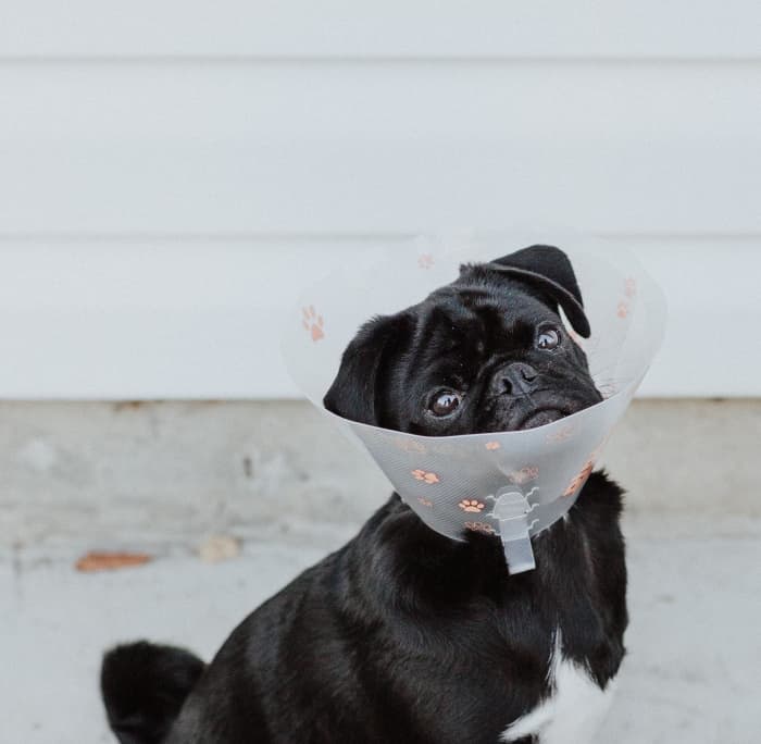 While spaying at an early age is not recommended, it doesn't need to be a deal-breaker when adopting a dog.