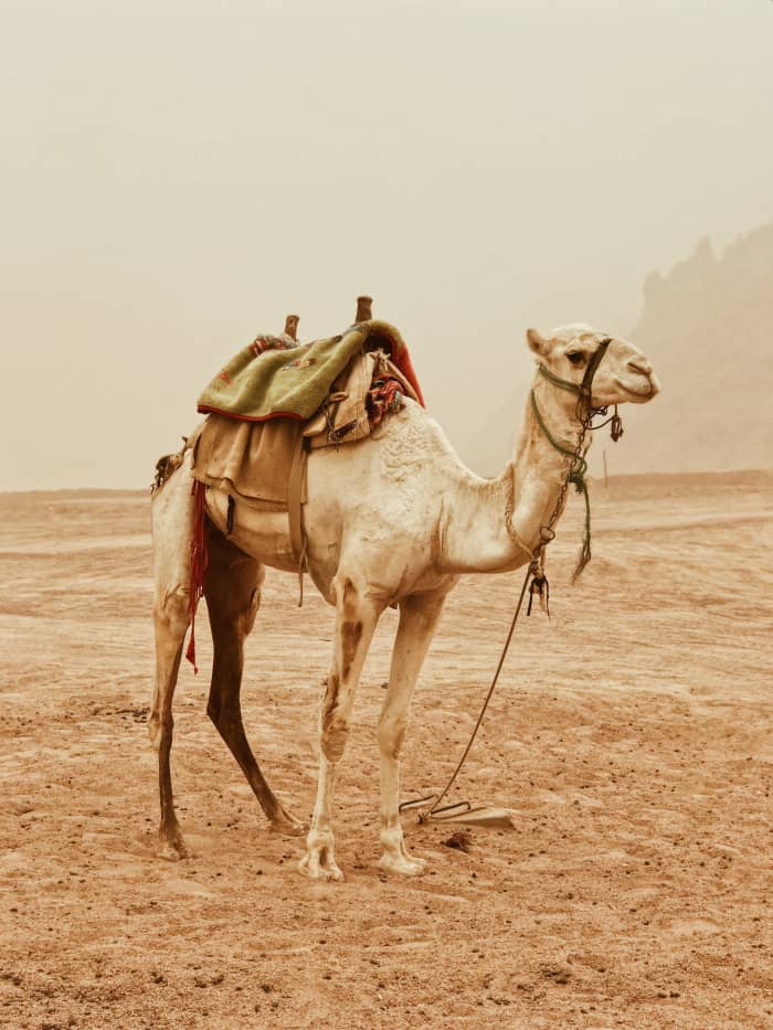 Even the rope dangling from the camel's neck cannot go through the eye of a needle, how much less the beast itself.