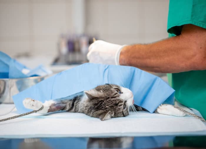 What Are the Possible Complications of Neutering a Cat? PetHelpful