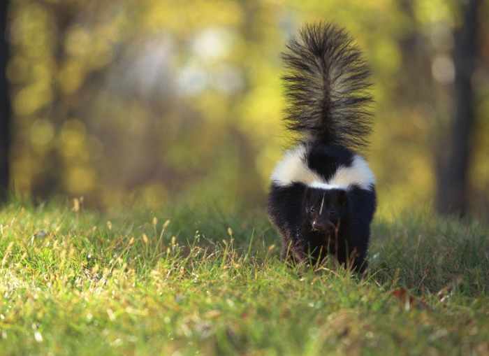 Do Skunks Eat Flowers? - PetHelpful