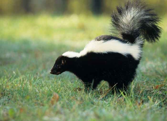 Do Skunks Eat Flowers? - PetHelpful