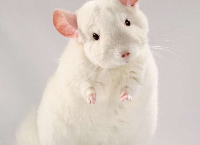 Why Do Chinchillas Eat Wood? PetHelpful