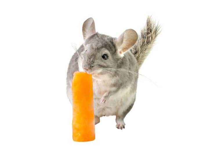 Why Do Chinchillas Eat Wood? PetHelpful