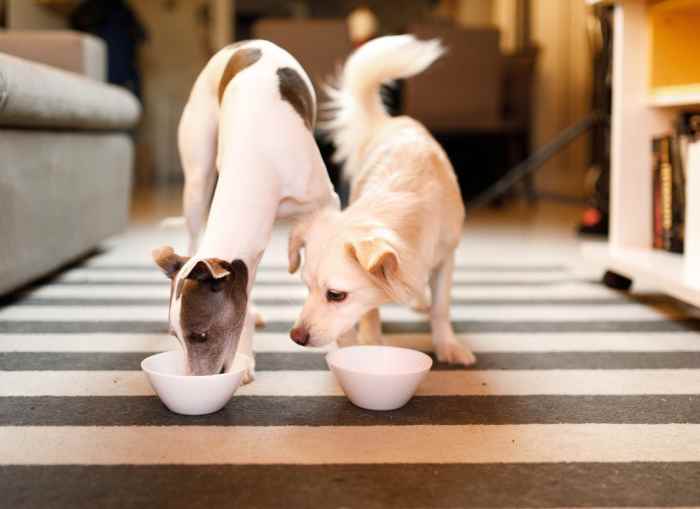 Is Yogurt Safe and Healthy for Dogs? PetHelpful