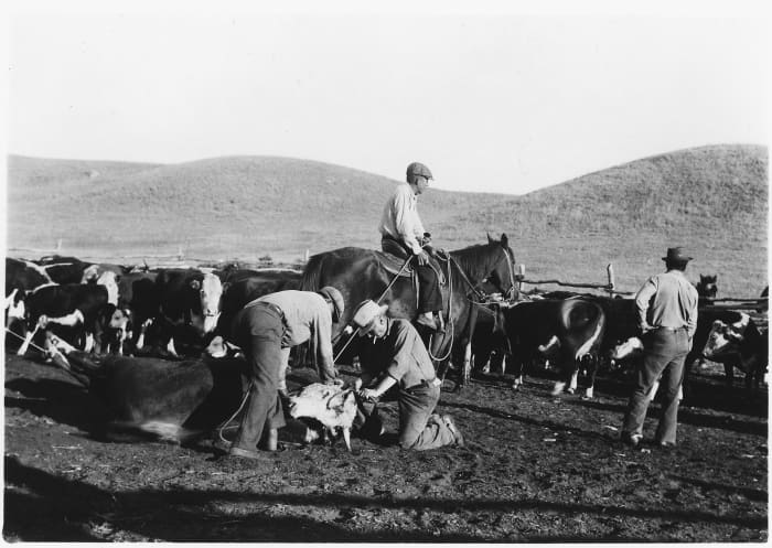 Native Americans are cowboys too! Department of the Interior. Bureau of Indian Affairs. Aberdeen Area Office. Fort Berthold Agency. (1949)