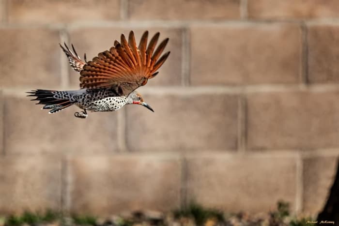 You can find Northern Flickers in most parts of the United States. This red-shafted flicker was photographed in our backyard in Rio Rancho, New Mexico.