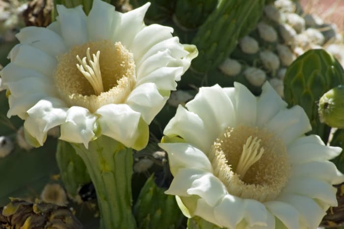 Saguaro blossoms. Saguaros can be found growing in their native habitat around Wickenburg. These majestic cactii are extroardinarily slow growing and can take 70 years to mature.