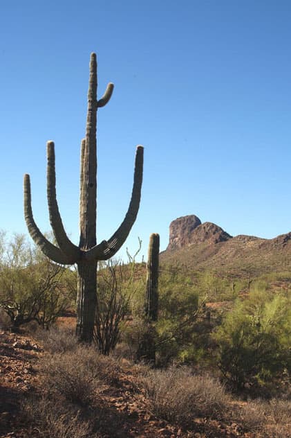 Vulture Peak, saguaro in foreground. The hiking trail begins on Vulture Mine Road. Be sure to pack plenty of water. This hike is best done in the winter, when daytime temperatures average around 70 degrees fahrenheit.