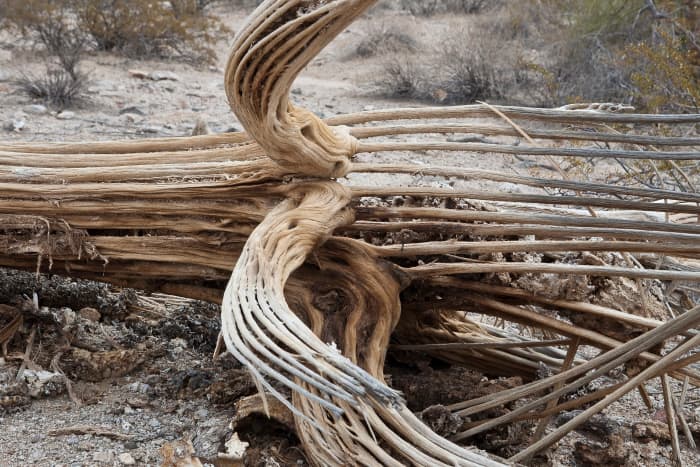 The ribs from a fallen saguaro cactus