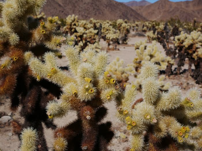 Teddy bear cholla cactus are some of the prickliest cactii. Stands of these deceptively cute cacti can be found on Vulture Peak Trail. They send painful "travellers" that attach to people's shoes and clothes. Don't get too close, these are nasty!