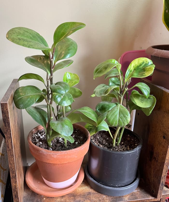 Peperomia plants, as seen here, are great for beginners and can be easily propagated in a few basic steps.