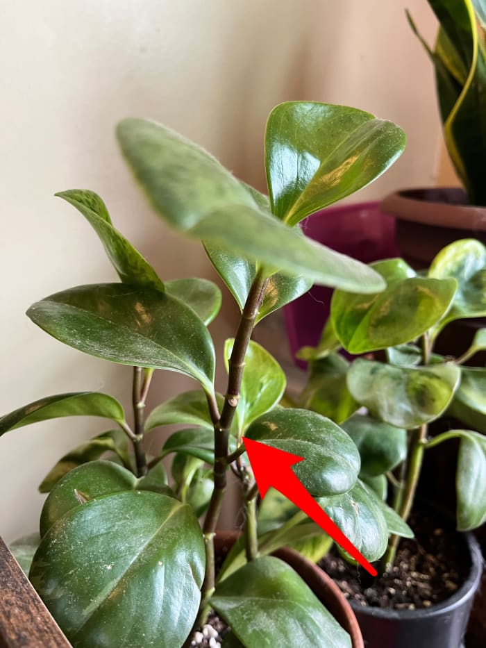 Choose a spot where your plant naturally branches to make your cut, such as the one indicated by the red arrow.