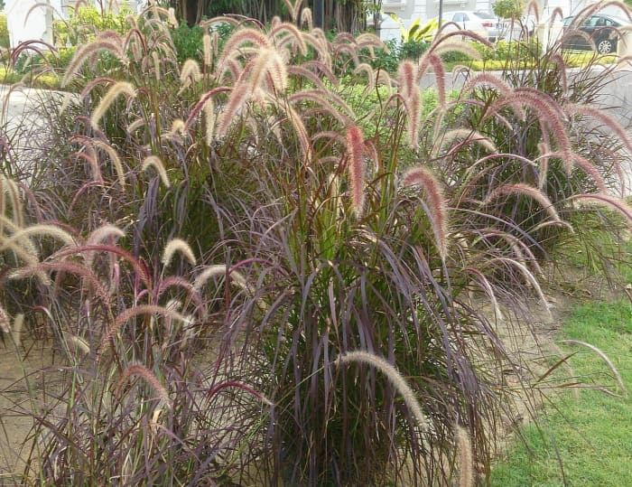 Purple Fountain Grass