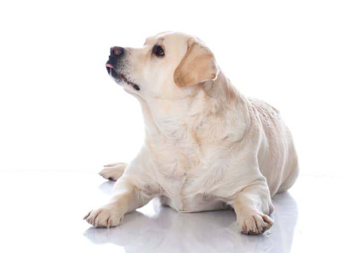 5-ways-to-help-your-dog-lose-weight