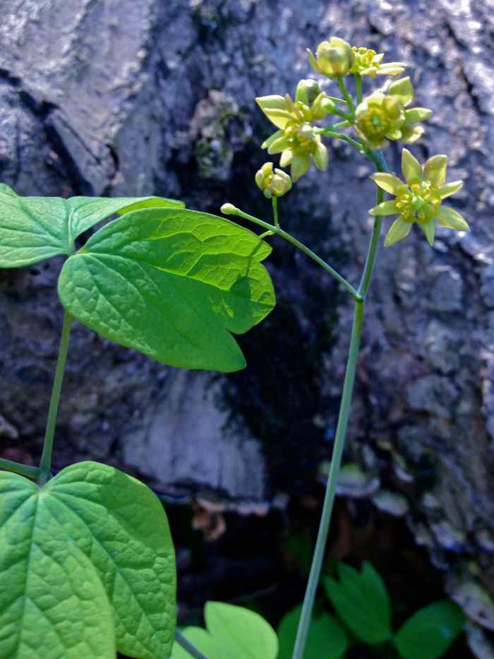 The Healing Properties of Black Cohosh and Blue Cohosh HubPages