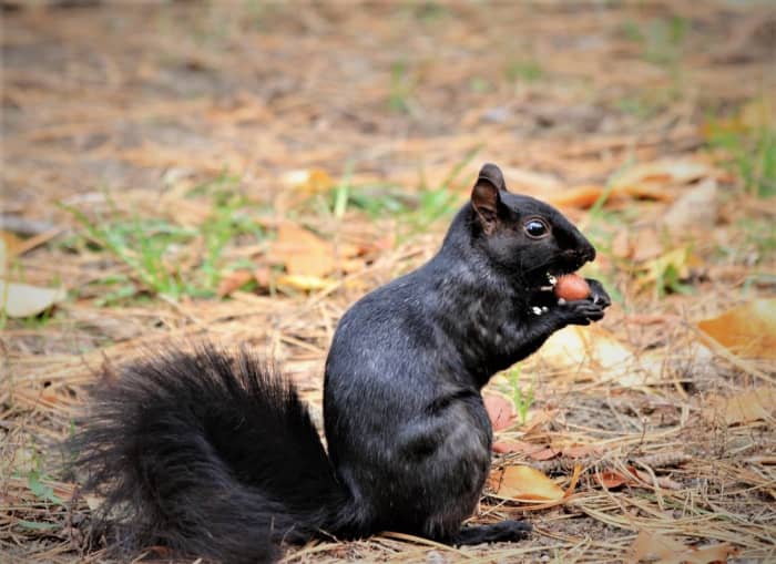 When Do Black Squirrels Mate? - HubPages