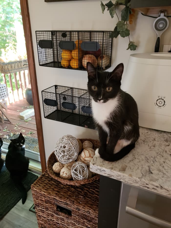 Cats can have major trouble overcoming the stress of being attacked by other cats in the household, but there are strategies that may help.