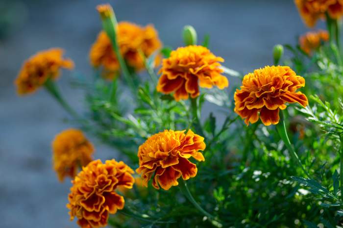 The Benefits of Marigold Tagetes in Your Garden - Dengarden