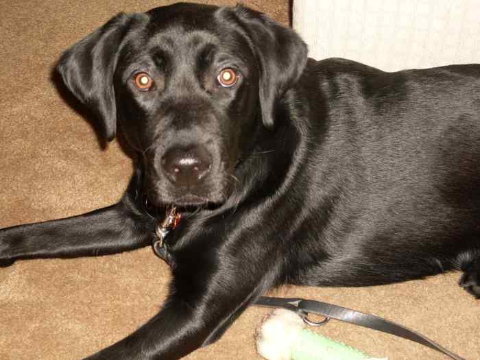 Stop! How Can I Keep My Dog From Eating Food Too Fast? HubPages