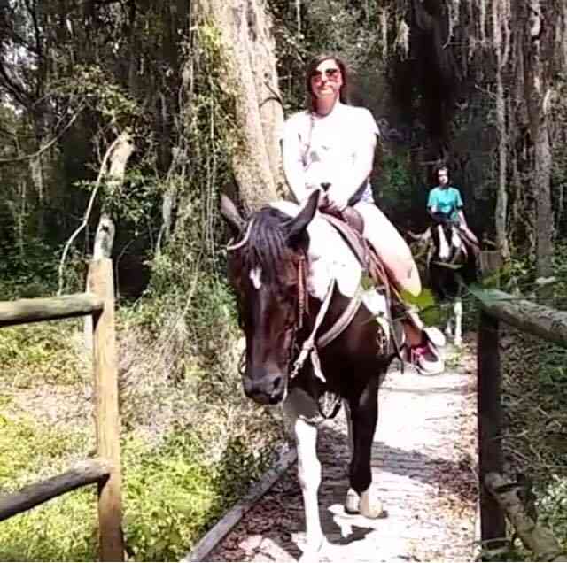 Why Do Horses Crib? How Can You Stop Cribbing? HubPages