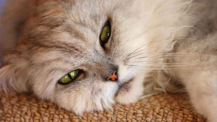 Why Does My Cat Need to Drink More Water on Pain Meds? - PetHelpful