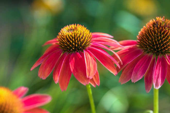 Creating An Easy-care Perennial Garden In Clay Soil - Dengarden