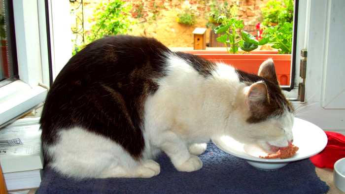 Why Is My Cat Asking for More Food? - PetHelpful
