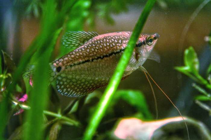 25 Best Pearl Gourami Tank Mates - PetHelpful