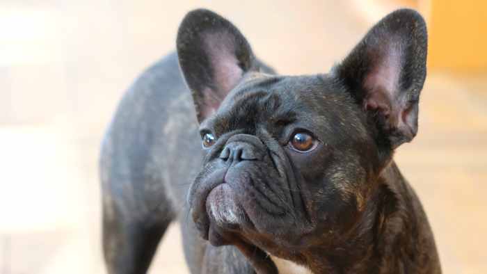 7 Health Reasons Not To Buy A French Bulldog (frenchie) - Pethelpful