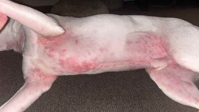 How Can I Treat My Dog’s Skin Allergies? - PetHelpful