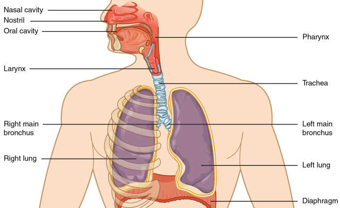 The Respiratory System: Anatomy and Physiology - Owlcation