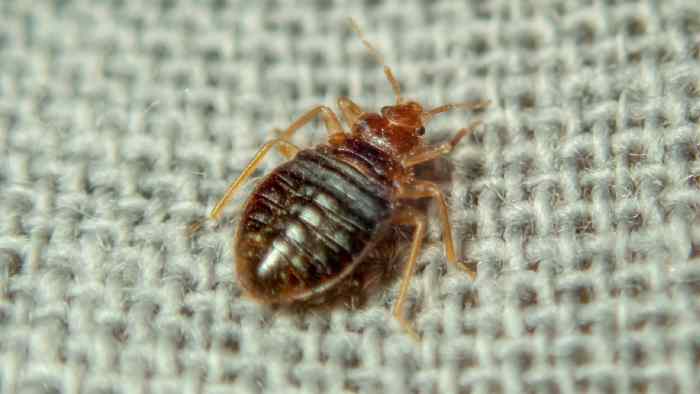 How to Identify Bedbugs and Distinguish Them From Other Pests - Dengarden