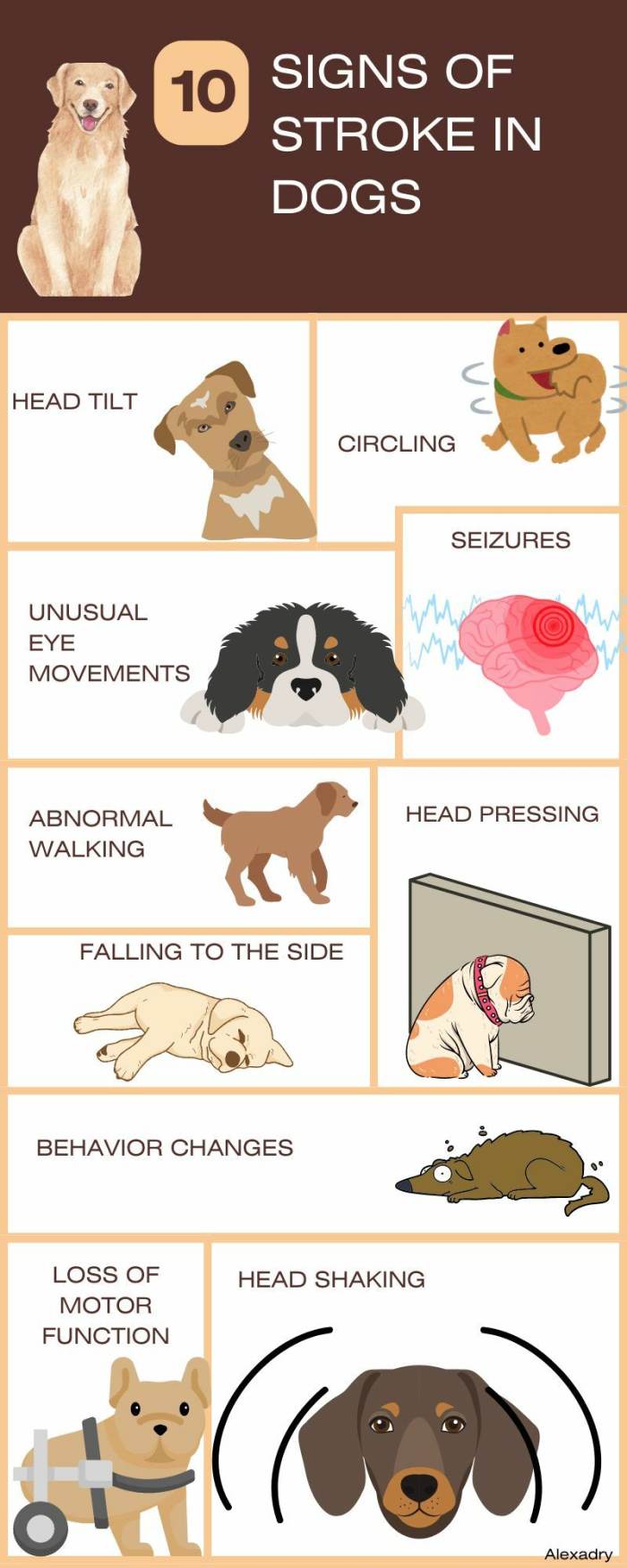 Do Dogs Have Strokes? 10+ Dog Stroke Symptoms - PetHelpful