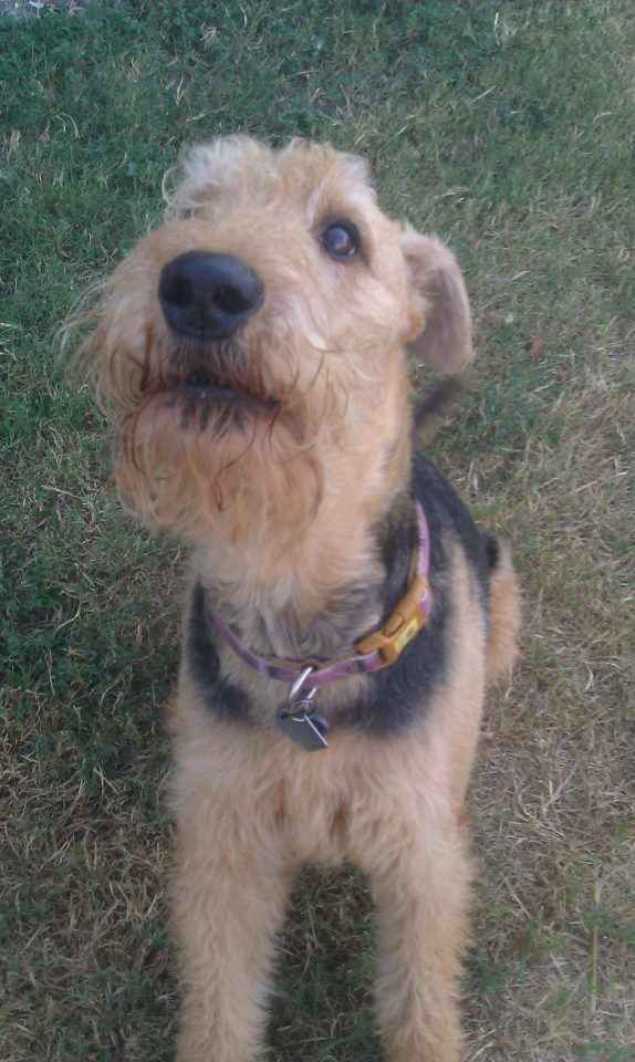 Is the Airedale Terrier the Right Dog for You? HubPages