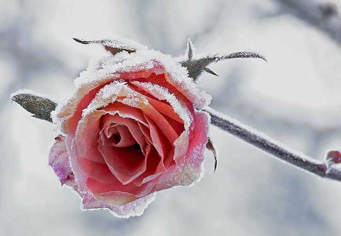 Winterizing Rose Bushes - HubPages