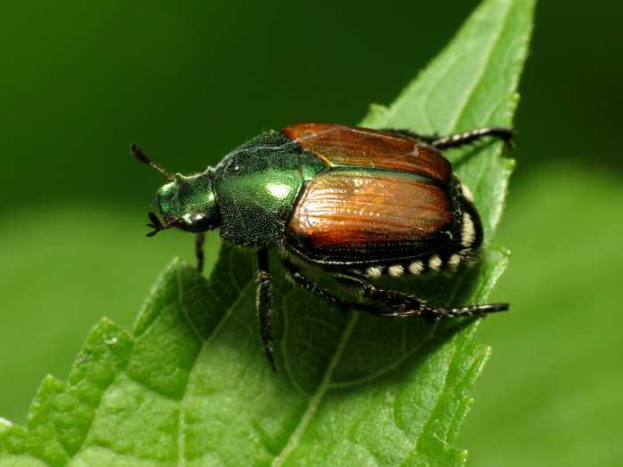 Pesky Bugs That Eat Rhubarb (And How to Deal with Them Naturally ...