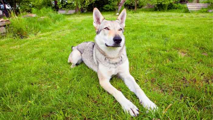 11 Best Wolf Dog Breeds - PetHelpful